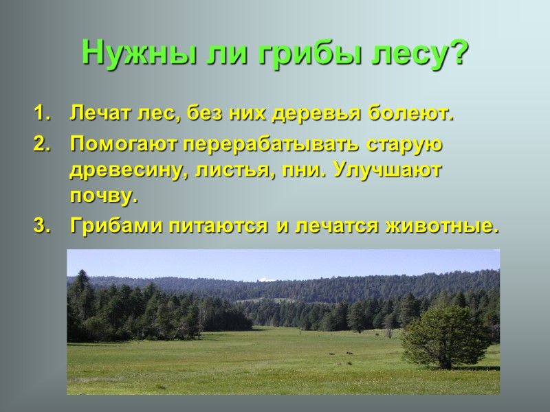 Нужны ли грибы лесу? Лечат лес, без них деревья болеют. Помогают перерабатывать старую древесину,